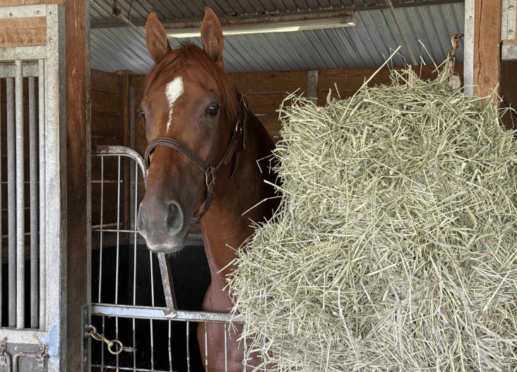Queen Looks For King&#8217;s Plate Glory