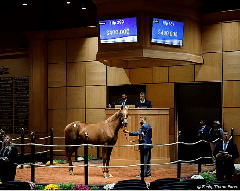 Half Sister to Tumbarumba Brings $400K at F-T October