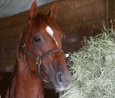 Tom&#8217;s Magic gets toughest test yet in Hollywood Derby