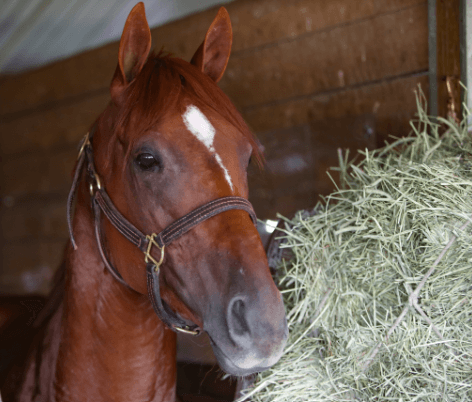 Tom’s Magic faces first test against older horses in Tampa Bay Stakes